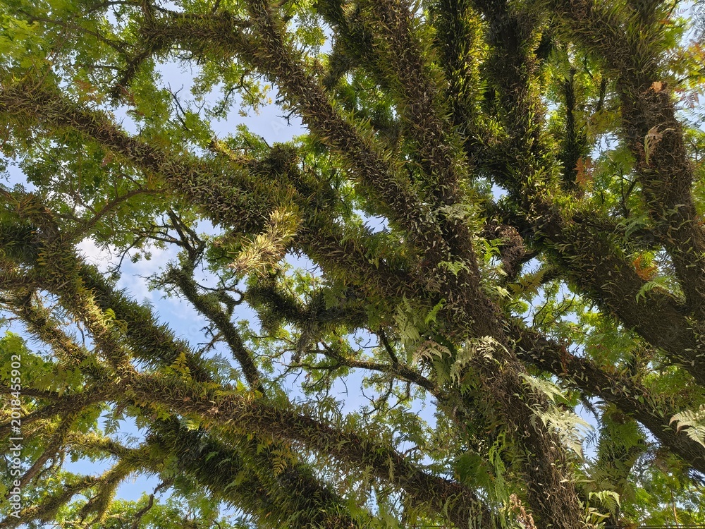 Fototapeta premium Majestic Tree Canopy Covered with Ferns and Moss in Tropical Forest