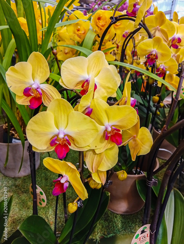 Flower shop with yellow orchids. Italy. 08.04.2026