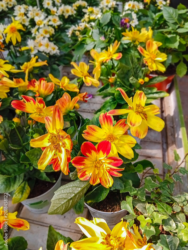 Flower shop with plants for gardens . Italy. 08.04.2026