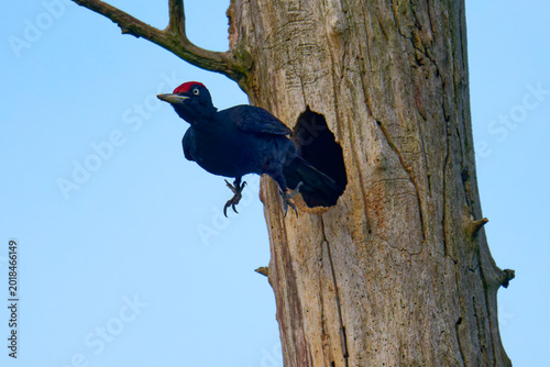 Bild auf Leinwand Schwarzspecht (Dryocopus martius) in der Morgensonne