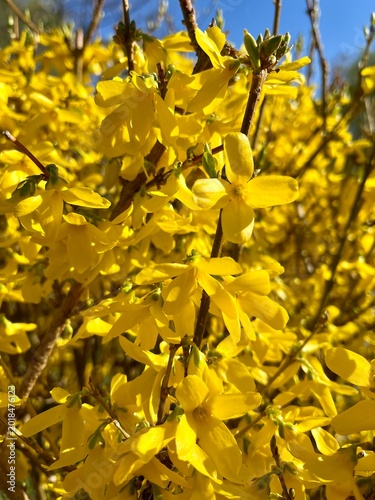 yellow flowers in the garden