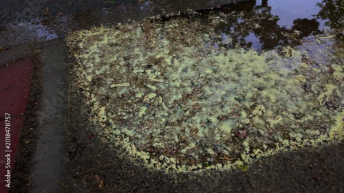 An overhead view of pine pollen floating in a rain puddle.