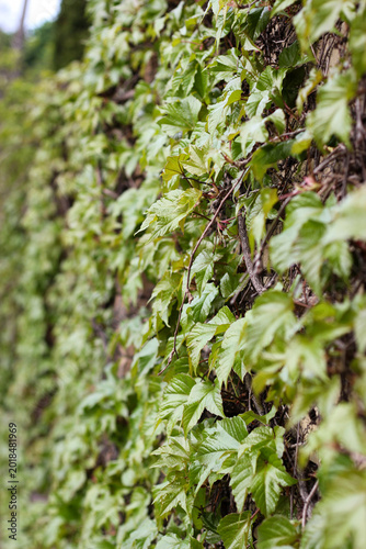 Green climbing Trigostrenium grapes covering old brick wall. Grape branches entwined the brick wall. Lush natural foliage texture with fresh spring leaves and organic garden background. Grape branches