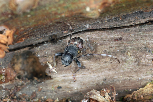 Foto Rufous-shouldered Longhorn Beetle, Anaglyptus mysticus