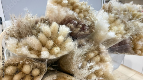 Bouquets of fluffy dried lagurus ovatus bunny tail grass in transparent packaging for interior decor