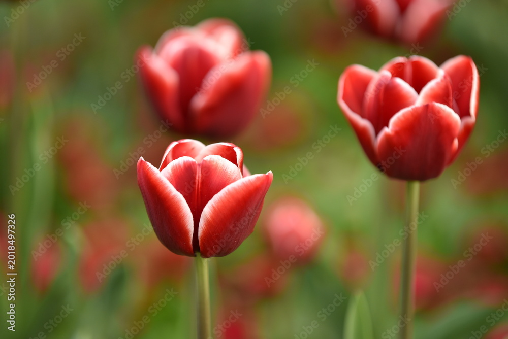 Fototapeta premium Close-up of beautiful red tulips with white edges blooming in a spring garden with a soft blurred background.