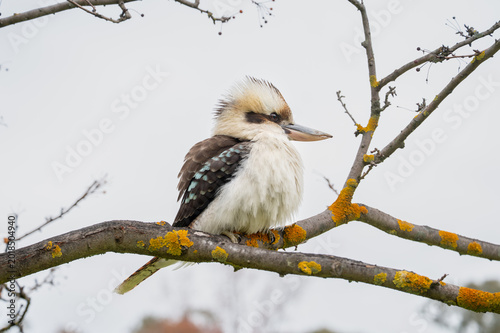 Fotografie kookaburra