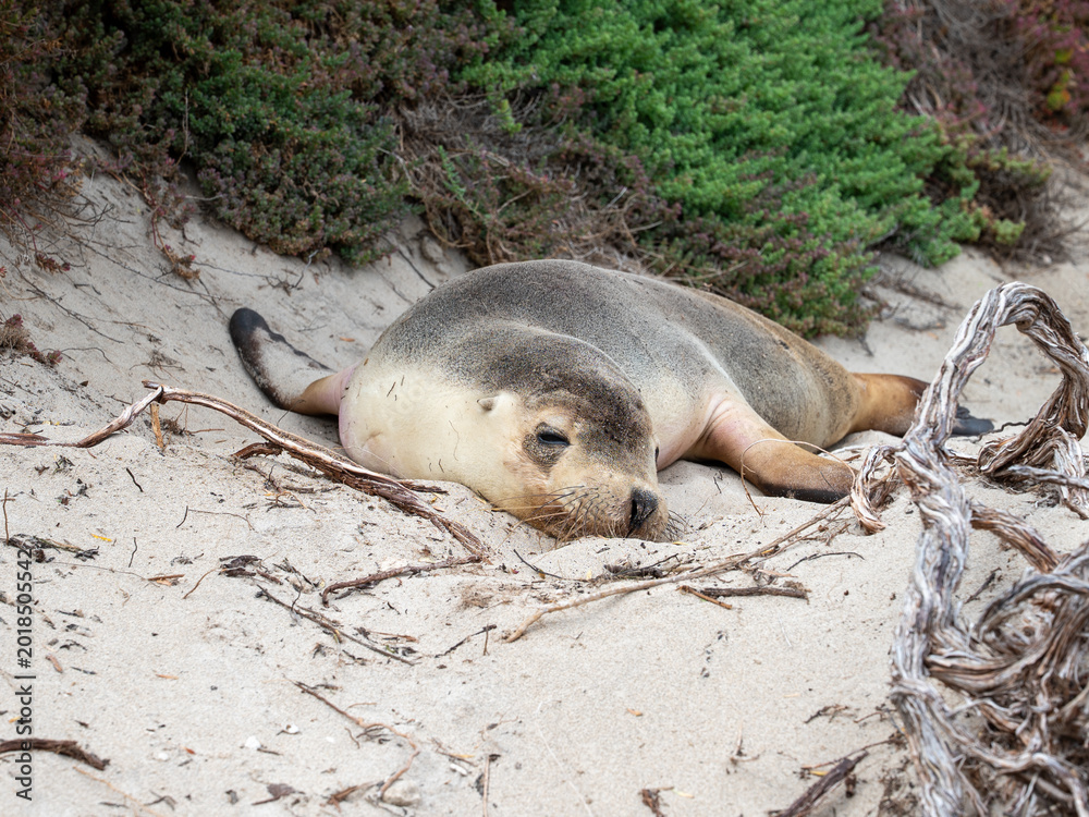 Fototapeta premium new zealand fur seal