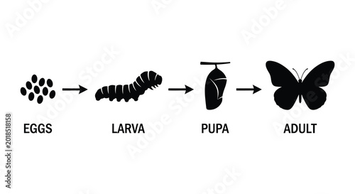 Canvastavla Butterfly life cycle stages illustration in black silhouette high quality