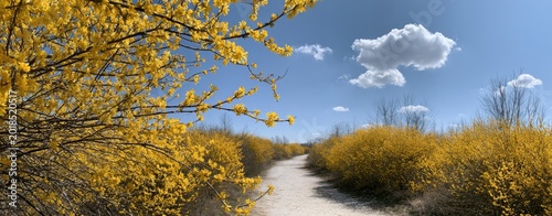 A winding path bordered by blooming yellow bushes under a blue sky