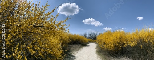 Sunlit path through yellow blooming bushes under a blue sky