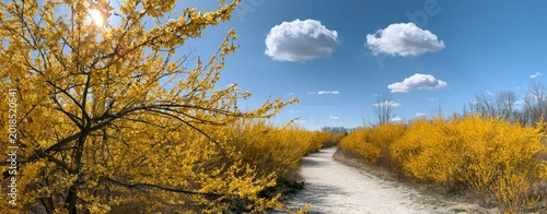 A winding dirt path lined with vibrant yellow flowering bushes under a blue sky