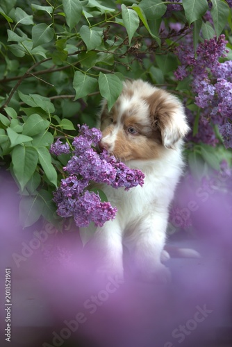 Red Merle Australian Shepherd puppy  in Blooming Lilac Garden
