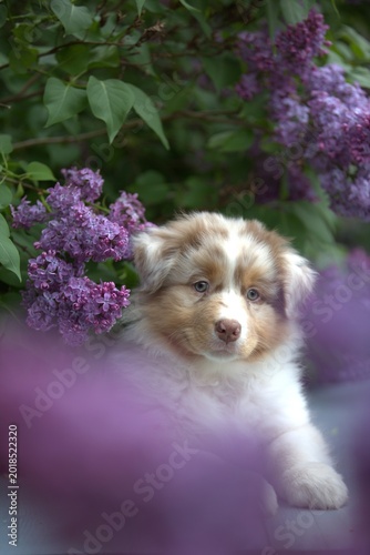 Red Merle Australian Shepherd puppy  in Blooming Lilac Garden