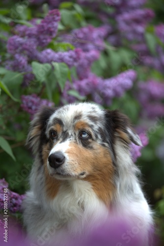Red Merle Australian Shepherd in Blooming Lilac Garden