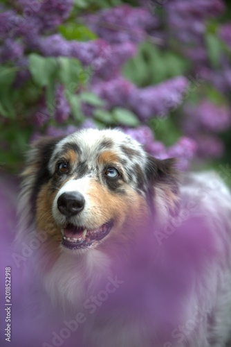 Red Merle Australian Shepherd in Blooming Lilac Garden