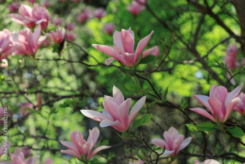 Фотография Magnolia blossoms bathe in soft sunlight, showcasing delicate pink petals among