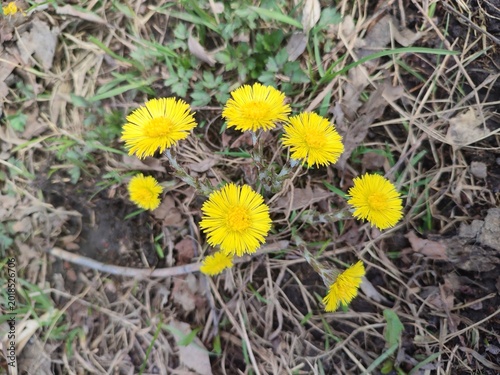 Bild auf Leinwand The first yellow flowers of coltsfoot.