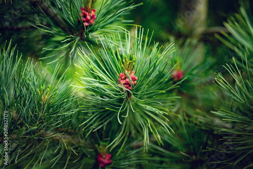 Foto Red inflorescence of a female pine tree in spring