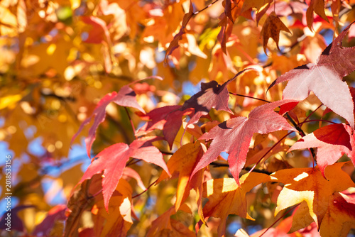 秋を彩る紅葉する街路樹のモミジ