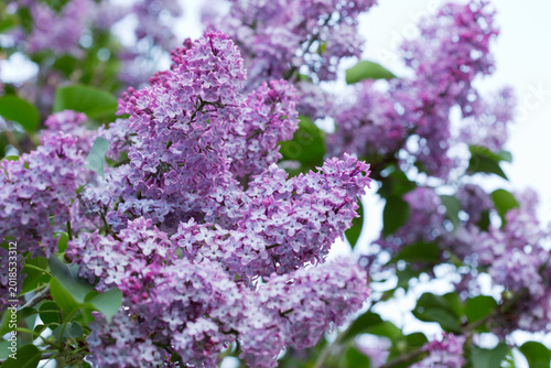 Lilac Blossoms in full bloom with green leaves spring garden.