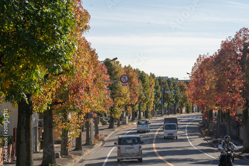 紅葉が始まる街路樹（千葉県松戸市）
