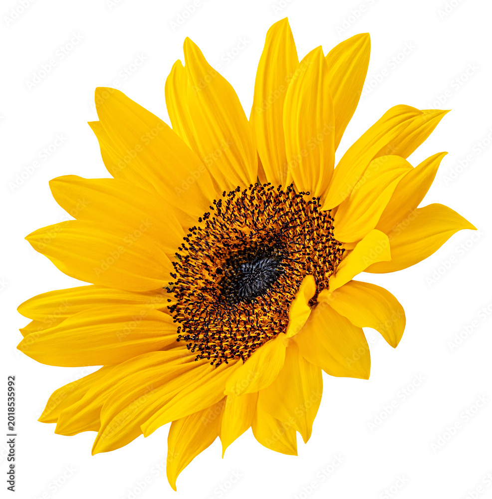 Obraz premium Flying sunflower flower isloted on a white background. Levitating sun flower Top view. Flat lay