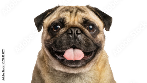 Photos Smiling Fawn Pug Dog with Drooling Tongue and Large Eyes