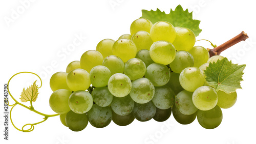 Photography Green unripe grape bunch with stem and leaves