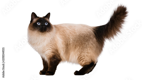 Cuadro en lienzo Fluffy Seal Point Ragdoll Cat Standing Alert with Bushy Tail