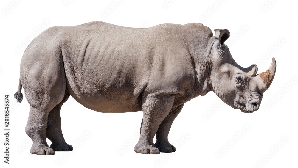 Obraz premium Gray African Rhino Walking with Horns and Wrinkled Skin