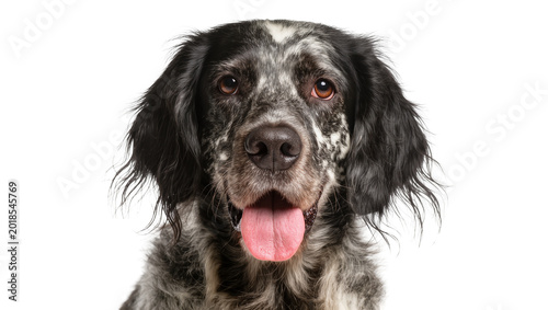 Konstfotografi Spotted English Springer Spaniel Head Portrait with Open Mouth