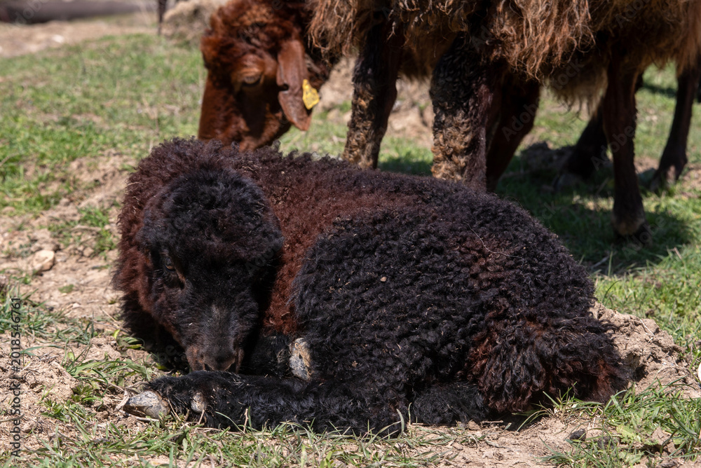 Fototapeta premium Newborn black lamb resting on green grass in spring pasture