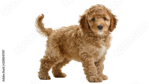 Φωτογραφία Golden Curly-haired Cavalier King Charles Spaniel Puppy Standing