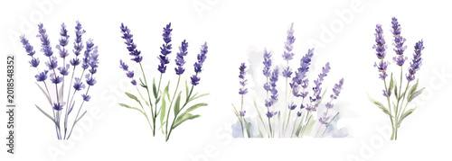 Foto field of lavender flowers Collection, painting designs, Hand-painted style, vect