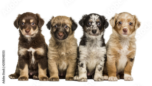 Tableau sur toile Four Adorable Mixed Breed Puppies Sitting Together