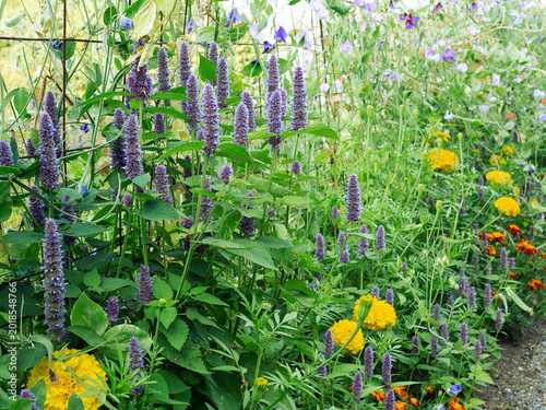 Anice Hyssops, Agastache foeniculum, herbaceous perennial plant blooming in a garden with light purple flowers