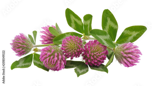 Vibrant Purple Clover Blossoms with Green Leaves and Stems