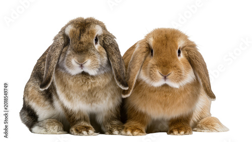 Two Brown Lop Eared Rabbits Sitting Close Together