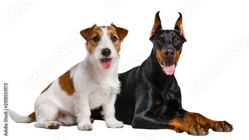 Jack Russell Terrier and Doberman Pinscher Dogs Sitting Together