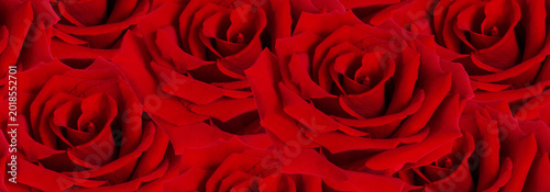 Field of red roses pattern for romance, weddings, and Valentine imagery