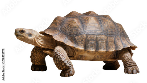 Obraz na plátně Brown African Spurred Tortoise with Textured Shell and Scaly Legs
