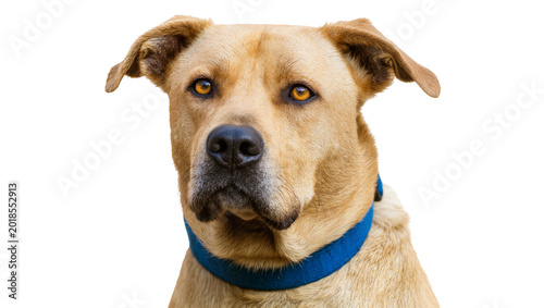 Obraz na płótnie Brown mixed breed dog head portrait with blue collar