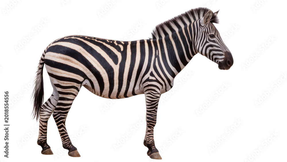 Fototapeta premium Striped African Zebra Standing Profile View