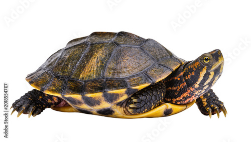 Konstfotografi Spotted Diamondback Turtle Resting on Pale Surface