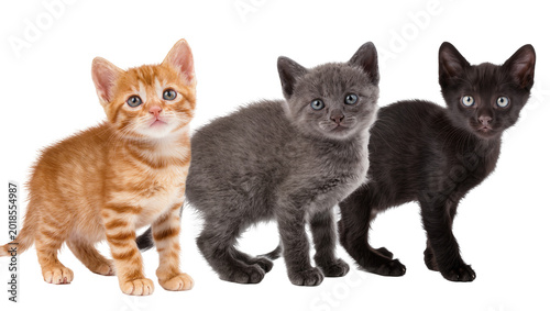 Quadro su tela Ginger gray black tabby kittens trio looking forward