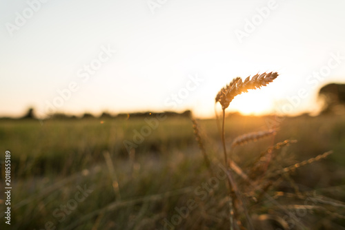 Spiga di grano al tramonto