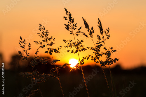 Arbusti in controluce al tramonto