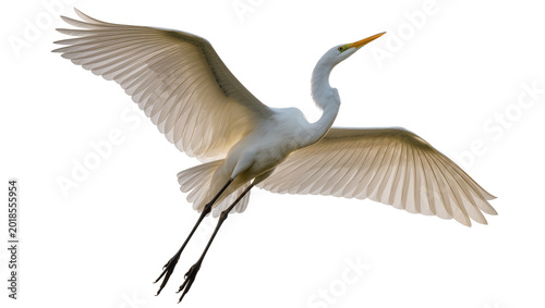 Cuadro en lienzo Great egret bird in flight with extended wings and long beak