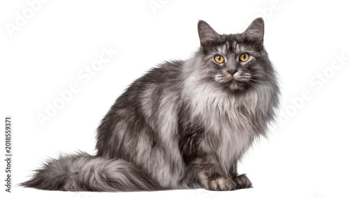 Tablou pe pânză Fluffy gray tabby cat with yellow eyes sitting attentively